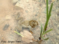 Orgeldinger KG - Growallstadt - Tiere in rekultivierten Flchen