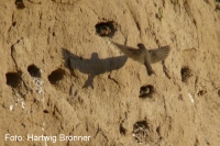 Orgeldinger KG - Growallstadt - Tiere in rekultivierten Flchen